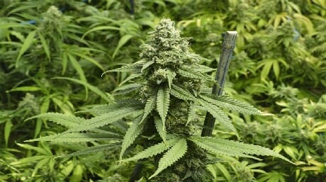 Introducing Big Bud: The Powerhouse Cannabis Strain