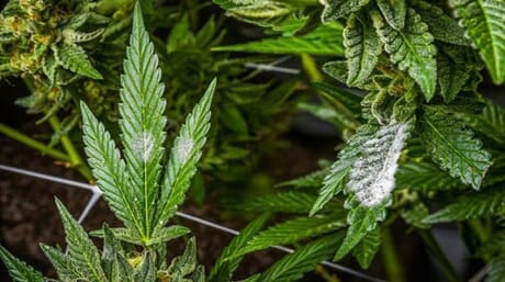 Bud rot on marijuana plants: Causes & how to deal with it