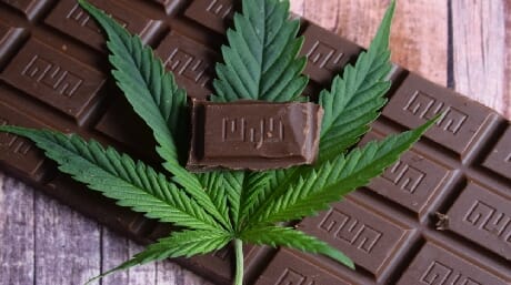 Similarities between chocolate and cannabis