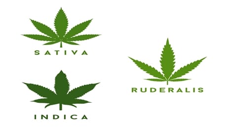 Autoflower Cannabis Ruderalis