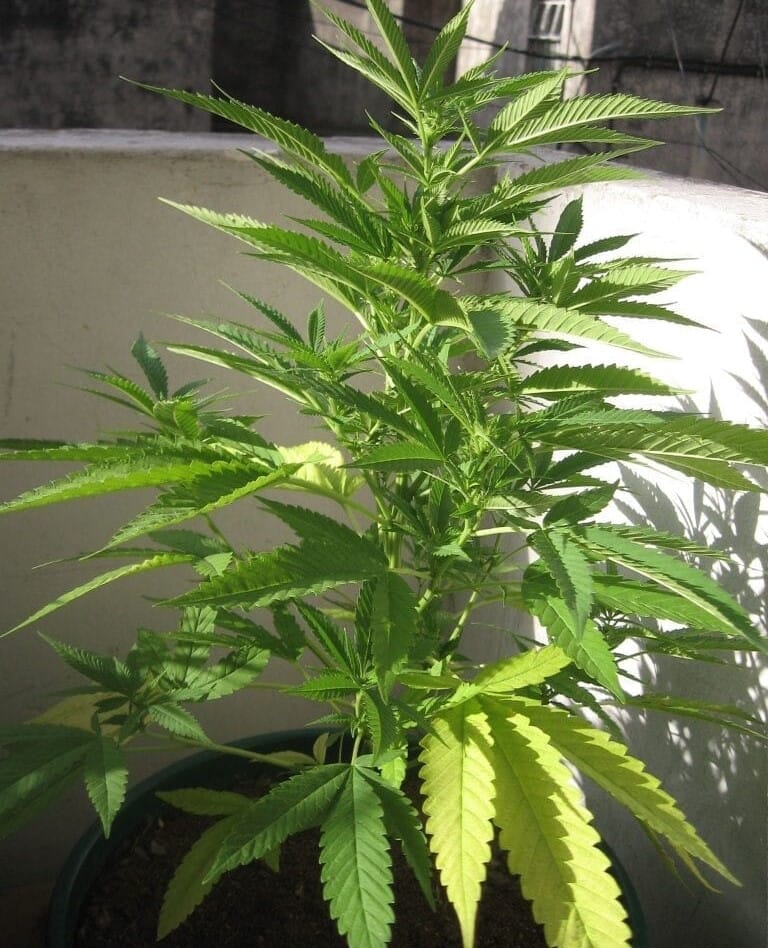 Growing Marijuana the right way