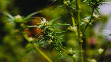 Flowering Stage
