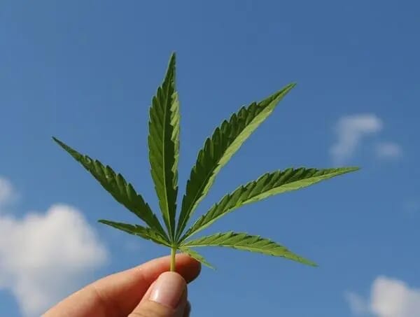 Marijuana Seed Varieties for Cultivation