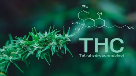 The difference between THCA and THC