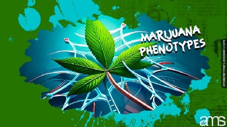 a marijuana leaf with dna strands