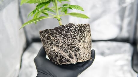 Cannabis Roots Have Any Medical Benefits
