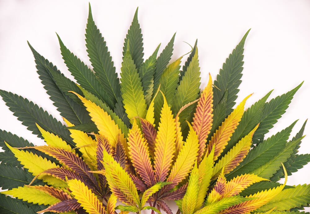What the leaves of your weed plant can tell you
