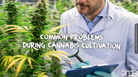 man diagnoses problems on cannabis plant