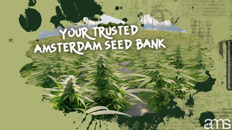 Amsterdam marijuana seed bank grow tent view