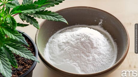 Baking Soda in a bowl next to a potted cannabis plant