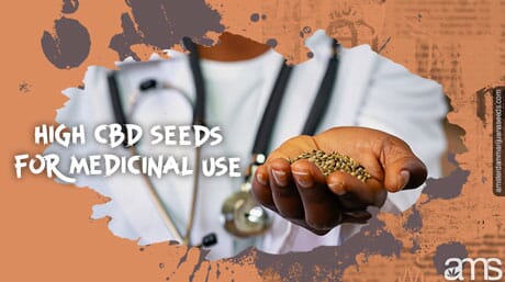 doctor holds cannabis seeds in her hand