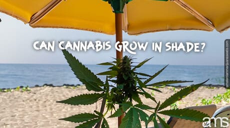a cannabis plant by the sea under an umbrella in the shade