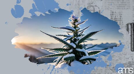 Marijuana plant in the snow