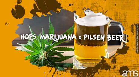 a mug of Czech beer and a cannabis plant