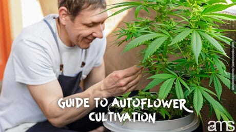 man grows an Autoflowering plant