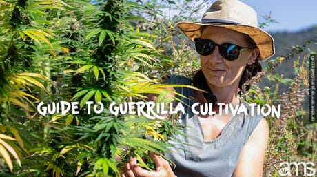 Guerrilla marijuana gardener next to his cannabis plants