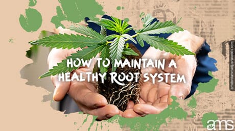 hands show the healthy roots of a cannabis plant