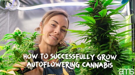 a grower in her grow tent happy with an autoflowering plant