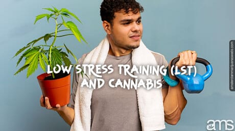 Low Stress Training (LST) and Cannabis, All you Need to Know