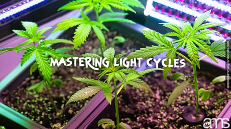 cannabis plants under led light