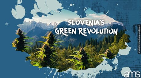 view of Slovenian mountains and cannabis plants