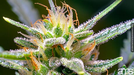 macro on the trichomes of a flowering marijuana plant