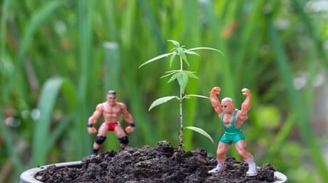 Fighting dolls in a plant