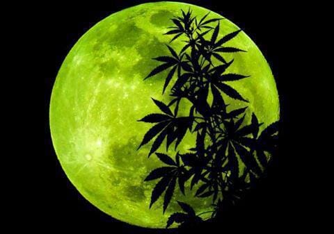Growing Marijuana with the 2024 Lunar Calendar