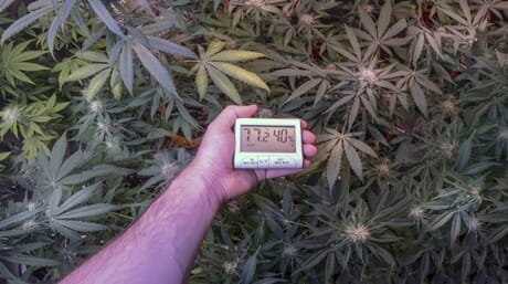 How to grow weed in cold climates expert tips by AMS