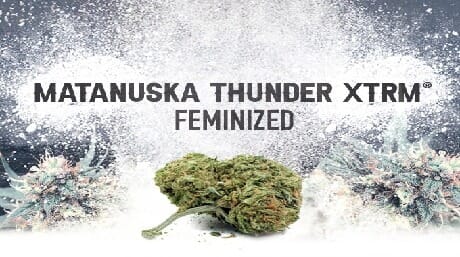 Matanuska Thunder XTRM Feminized: The Go-to Strain