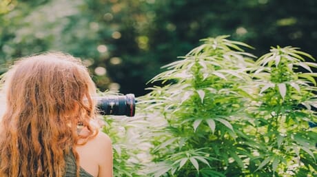 Photographing weed plants