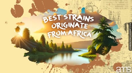 African landscape with marijuana plants