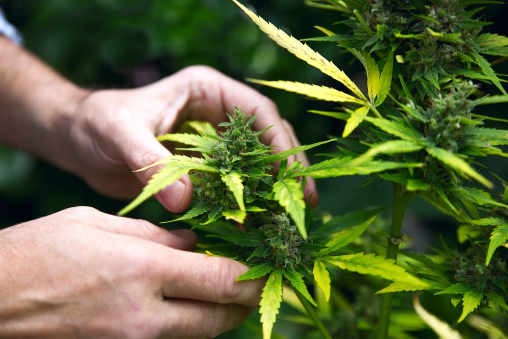 How to use leaf spray for cannabis plants