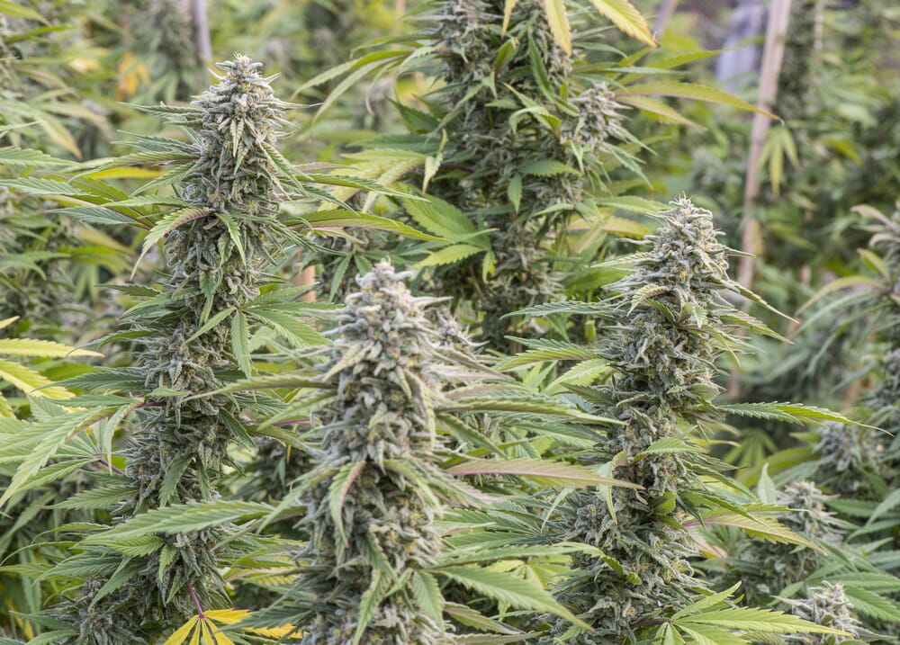 increase your harvest with autoflower weed plants