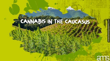 cannabis fields in the Caucasus