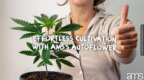 woman with an autoflowering plant and a thumbs up