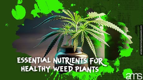 fertilizers and a marijuana plant