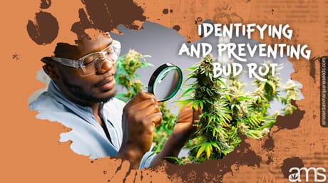 man observes the flower bud of a marijuana plant with a magnifying glass