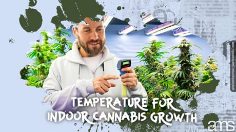 grower measures the temperature of his cannabis grow room