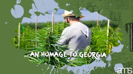 Grower in a marijuana cultivation in Georgia