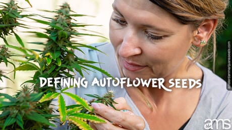 woman observes an autoflowering plant
