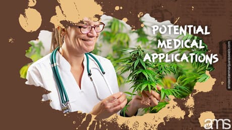 doctor observes a cannabis plant