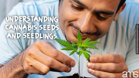 man takes a close look at a cannabis seedling