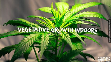 Cannabis seedling in vegetative stage indoors