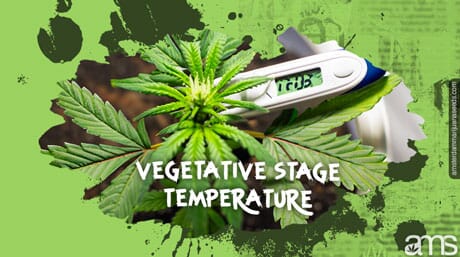 A marijuana plant in the vegetative stage and a thermometer