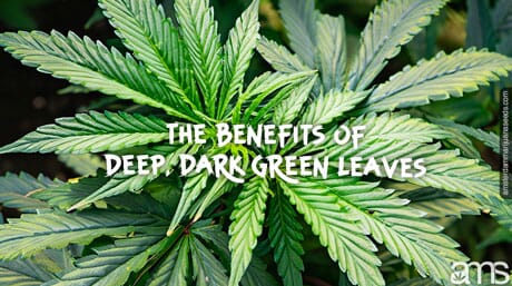 cannabis plant with deep dark green leaves