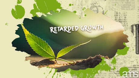 little Cannabis plant has retardedgrowth