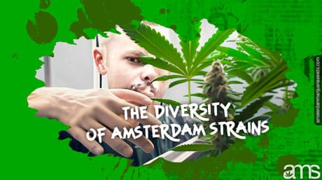 amsterdam grower with a marijuana plant