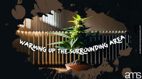 A marijuana plant placed in front of the radiator