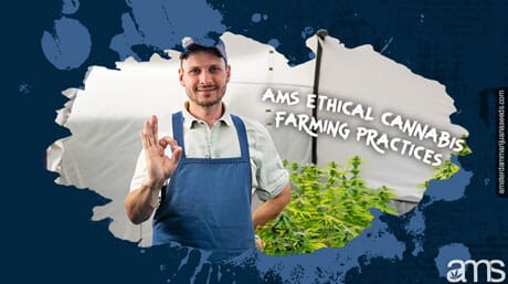 ethical grower approving his marijuana plants